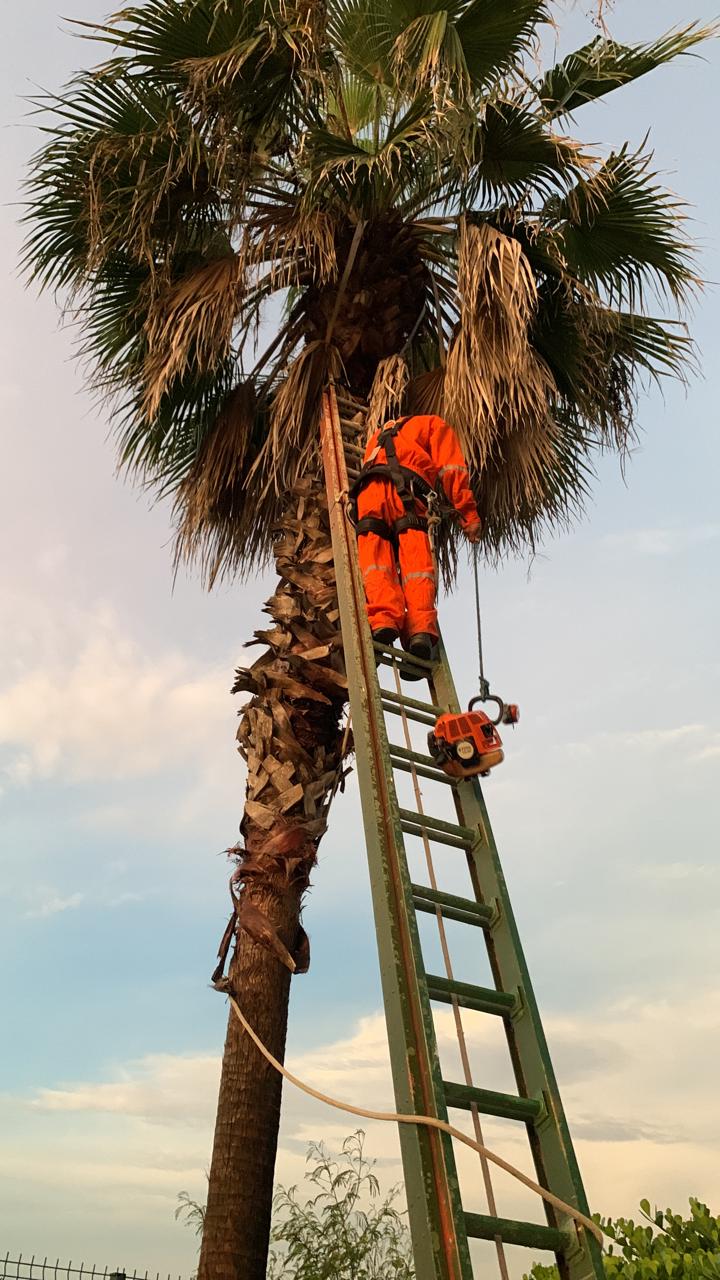 Projeto Paisagístico
